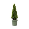 Buksbom - Ilex crenata 'Jenny' - Højde 55-65cm - ⌀21cm