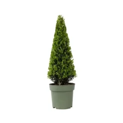 Buksbom - Ilex crenata 'Jenny' - Højde 55-65cm - ⌀21cm