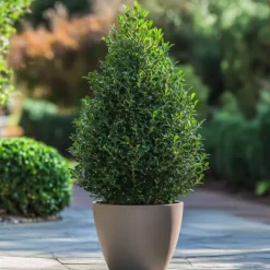Buksbom - Ilex crenata 'Jenny' - Højde 55-65cm - ⌀21cm