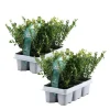Buksbom - Sæt med 12 - Ilex crenata 'Jenny' - Højde 10-20cm - ⌀9cm
