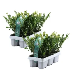 Buksbom - Sæt med 12 - Ilex crenata 'Jenny' - Højde 10-20cm - ⌀9cm