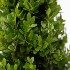 Buksbom - Sæt med 12 - Ilex crenata 'Jenny' - Højde 10-20cm - ⌀9cm