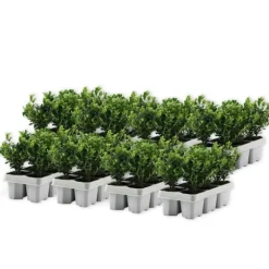 Buksbom - Sæt med 48 - Ilex crenata 'Jenny' - Højde 10-20cm - ⌀9cm
