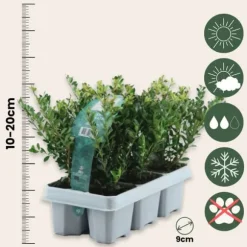 Buksbom - Sæt med 48 - Ilex crenata 'Jenny' - Højde 10-20cm - ⌀9cm