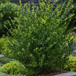 Buksbom - Sæt med 48 - Ilex crenata 'Jenny' - Højde 10-20cm - ⌀9cm