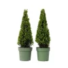 Buksbom - Sæt med 2 - Ilex crenata 'Jenny' - Højde 55-65cm - ⌀21cm