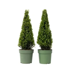 Buksbom - Sæt med 2 - Ilex crenata 'Jenny' - Højde 55-65cm - ⌀21cm