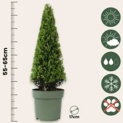 Buksbom - Sæt med 2 - Ilex crenata 'Jenny' - Højde 55-65cm - ⌀21cm