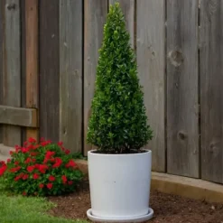 Buksbom - Sæt med 2 - Ilex crenata 'Jenny' - Højde 55-65cm - ⌀21cm
