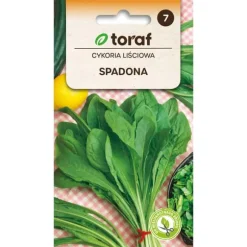 Cikoriefrø Spadona - middelalderlig og meget frugtbar sort
