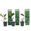 Citrontræ - 3 stk - Citrus limon - Højde 25-40cm - ⌀9cm