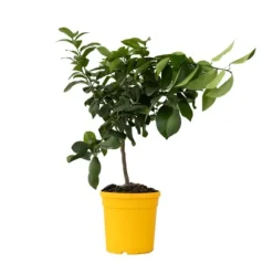 Citrontræ - Citrus limon - Højde 60-70cm - ⌀19cm