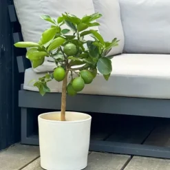Citrontræ - Citrus limon - Højde 60-70cm - ⌀19cm