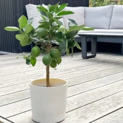 Citrontræ - Citrus limon - Højde 60-70cm - ⌀19cm