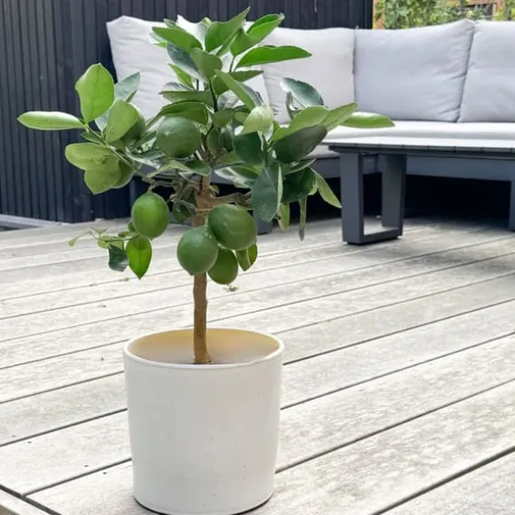 Citrontræ - Citrus limon - Højde 60-70cm - ⌀19cm