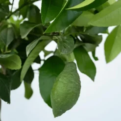 Citrontræ - Citrus limon - Højde 60-70cm - ⌀19cm