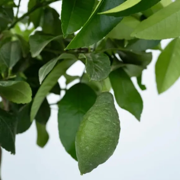 Citrontræ - Citrus limon - Højde 60-70cm - ⌀19cm