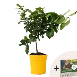 Citrontræ - Citrus limon - Højde 60-70cm - ⌀19cm