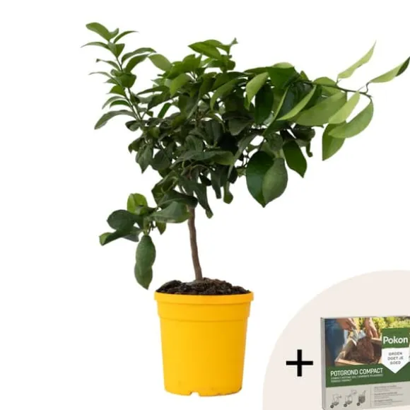 Citrontræ - Citrus limon - Højde 60-70cm - ⌀19cm