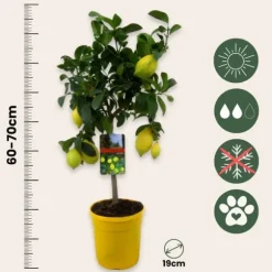 Citrontræ - Citrus limon - Højde 60-70cm - ⌀19cm