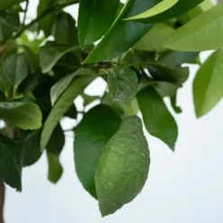 Citrontræ - Citrus limon - Højde 60-70cm - ⌀19cm