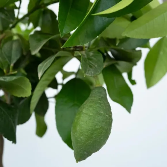 Citrontræ - Citrus limon - Højde 60-70cm - ⌀19cm