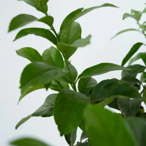 Citrontræ - Citrus limon - Højde 60-70cm - ⌀19cm