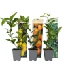 Citrontræ - Sæt med 3 - Citrus limon - Højde 25-40cm - ⌀9cm