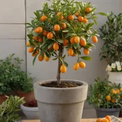 Citrontræ - Sæt med 3 - Citrus limon - Højde 25-40cm - ⌀9cm