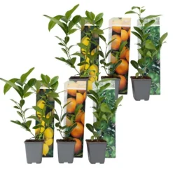 Citrontræ - Sæt med 6 - Citrus limon - Højde 25-40cm - ⌀9cm