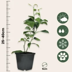 Citrontræ - Sæt med 6 - Citrus limon - Højde 25-40cm - ⌀9cm