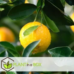 Citrontræ - Sæt med 6 - Citrus limon - Højde 25-40cm - ⌀9cm