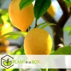 Citrontræ - Sæt med 6 - Citrus limon - Højde 25-40cm - ⌀9cm