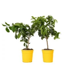 Citrontræ - Sæt med 2 - Citrus limon - Højde 60-70cm - ⌀19cm