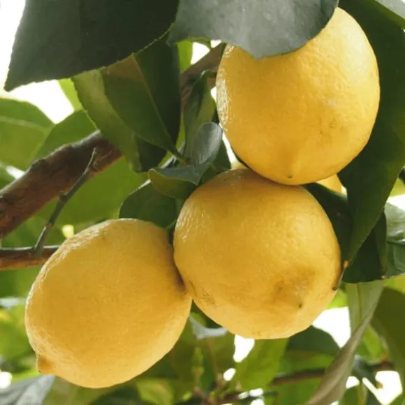 Citrontræ - Sæt med 2 - Citrus limon - Højde 60-70cm - ⌀19cm