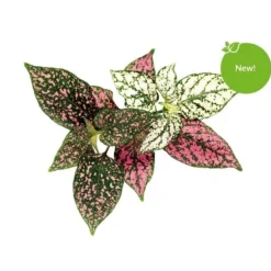 Click & Grow - Smart Garden Refill 3-pak - Polka Dot Plant (SGR48X3)
