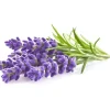 Click & Grow Plant Pod Lavendel 9 stk