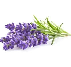 Click & Grow Plant Pod Lavendel 9 stk
