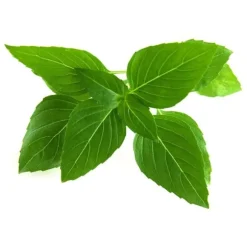 Click & Grow Smart Garden refill Thai Basilikum 3 stk