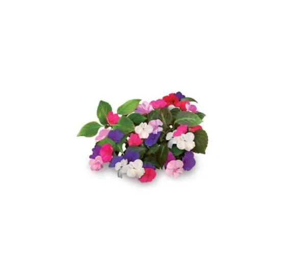 Click & Grow Smart Garden refill Busy Lizzie 3stk