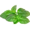 Click & Grow Smart Garden refill Marseille Basilikum 3 stk