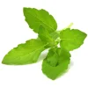 Click & Grow Smart Garden refill Holy Basilikum 3 stk