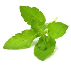Click & Grow Smart Garden refill Holy Basilikum 3 stk