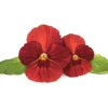 Click & Grow Smart Garden Refill Red Pansy 3stk