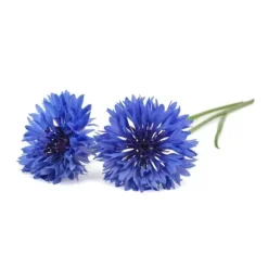 Click & Grow- Smart Garden Refill 3-pak Kornblomst