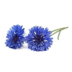 Click & Grow- Smart Garden Refill 3-pak Kornblomst