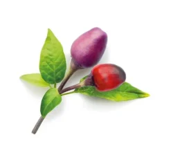 Click & Grow Smart Garden refill Lilla Chili Pepper 3 stk