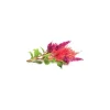 Click & Grow Smart Garden refill Cockscomb 3 stk