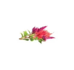 Click & Grow Smart Garden refill Cockscomb 3 stk