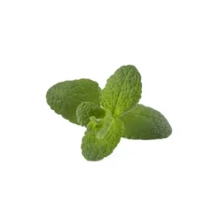 Click & Grow Smart Garden Refill 3-pak - Apple Mint (SGR79X3)